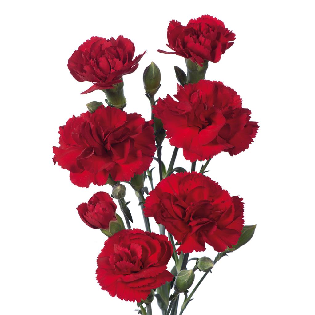 Dianthus Zumba-image