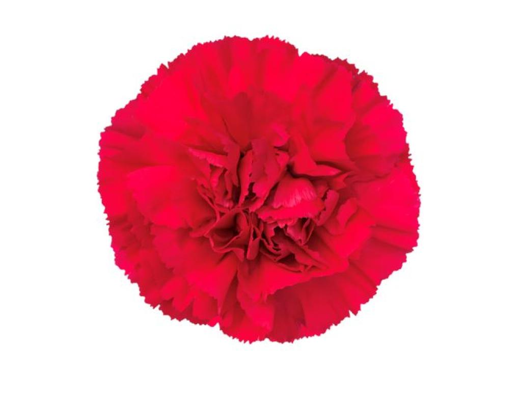 Dianthus Zeppelin-image