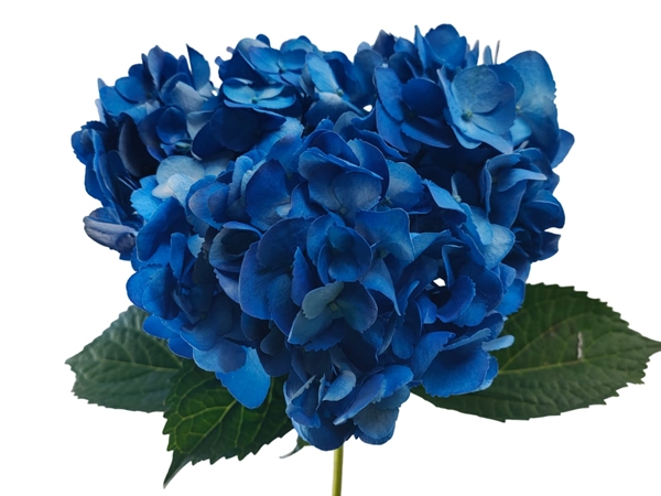 Hydrangea tinted select shocking blue-image