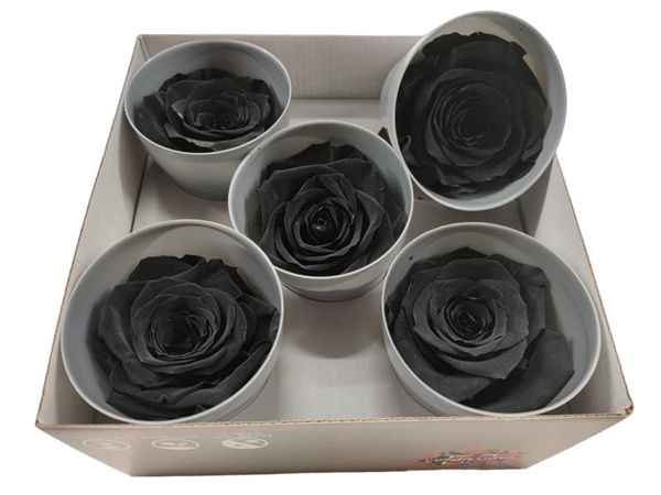 Ice Dry Rose Black-image