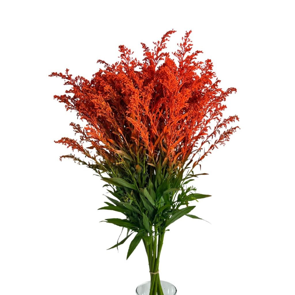 Solidago painted orange-image