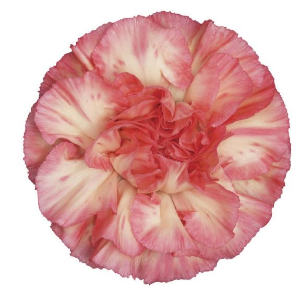 Dianthus Spritz Sport-image