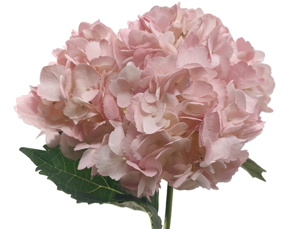 Hydrangea sel dyed light pink-image