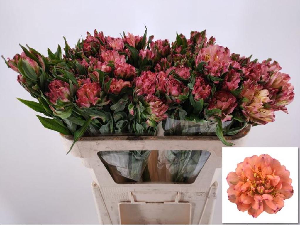 Alstroemeria Fashionista Peach-image