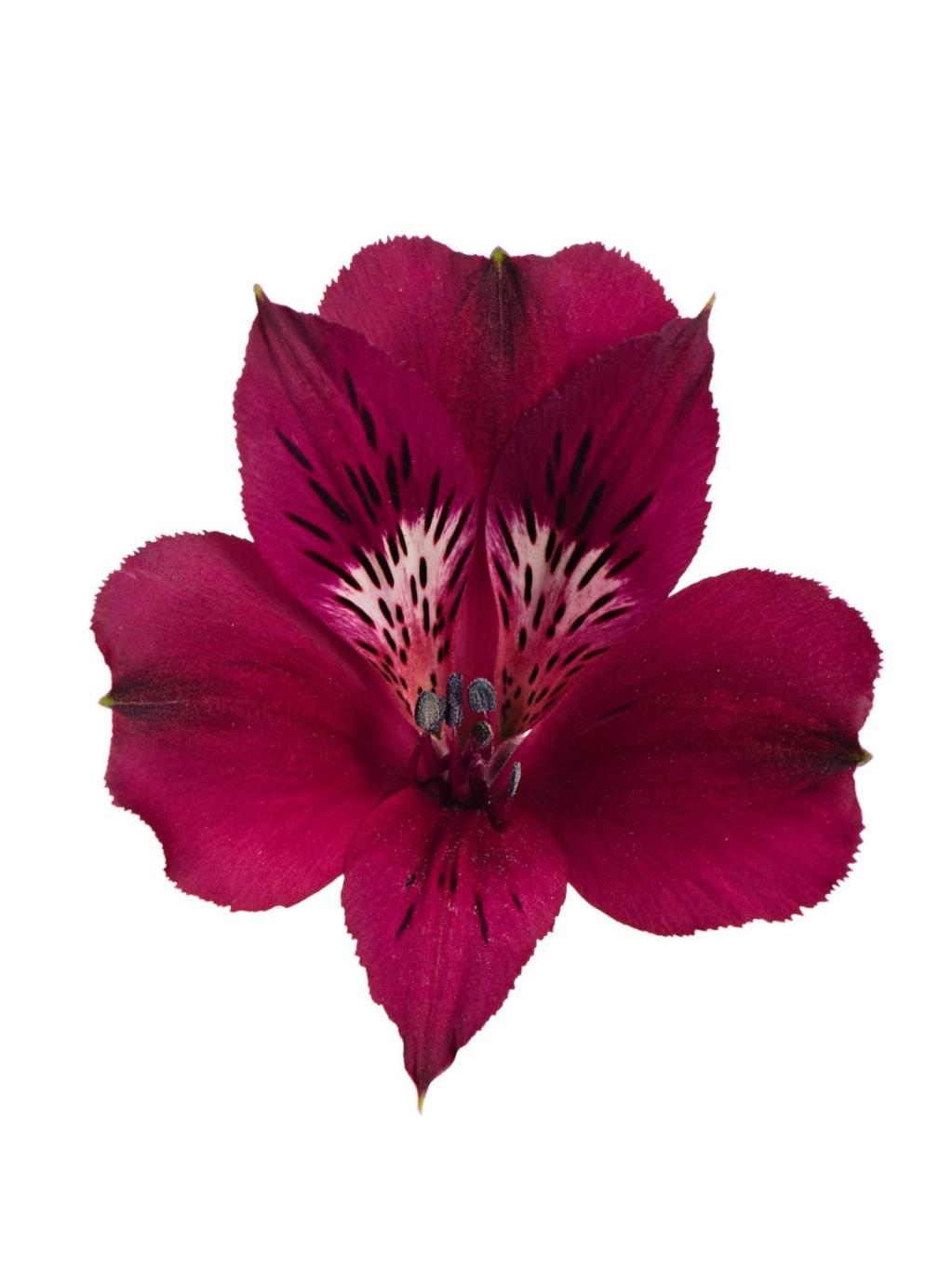 Alstroemeria Velvet Queen-image