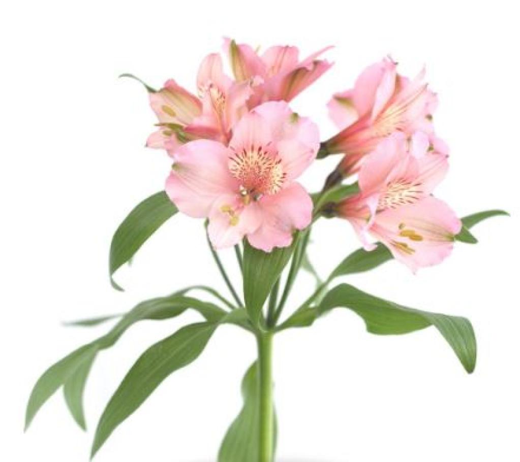 Alstroemeria Perfection Pink-image