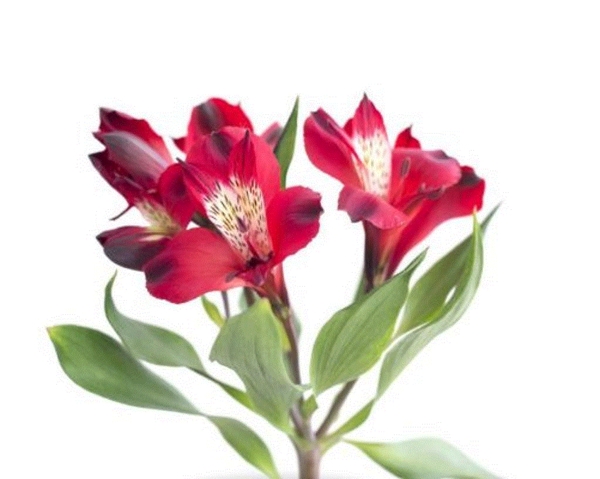 Alstroemeria Perfection Red-image