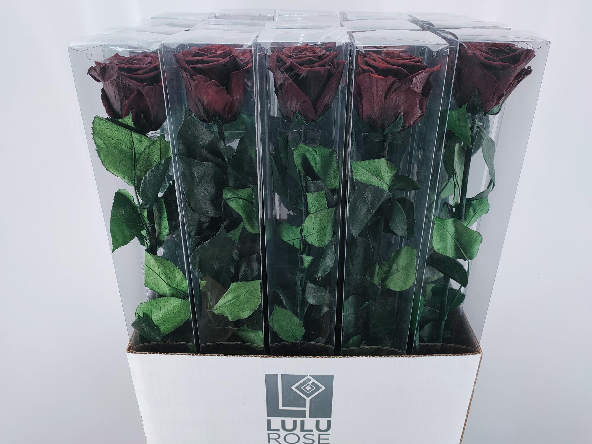 Ice Dry Rose Burgundy-image