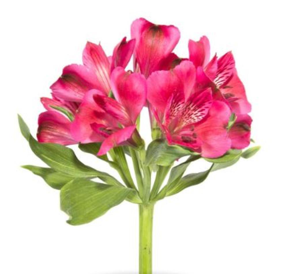 Alstroemeria perfection Hot Pink-image