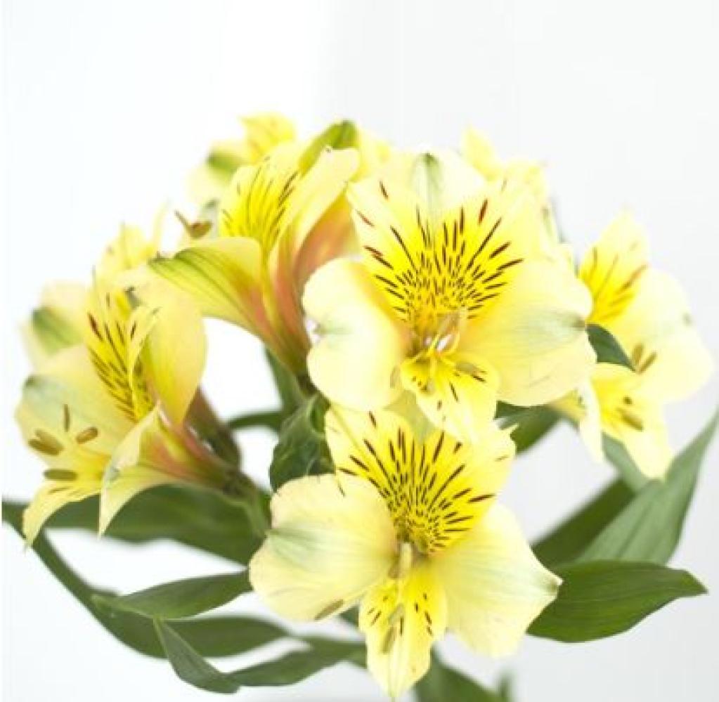 Alstroemeria perfection Yellow-image