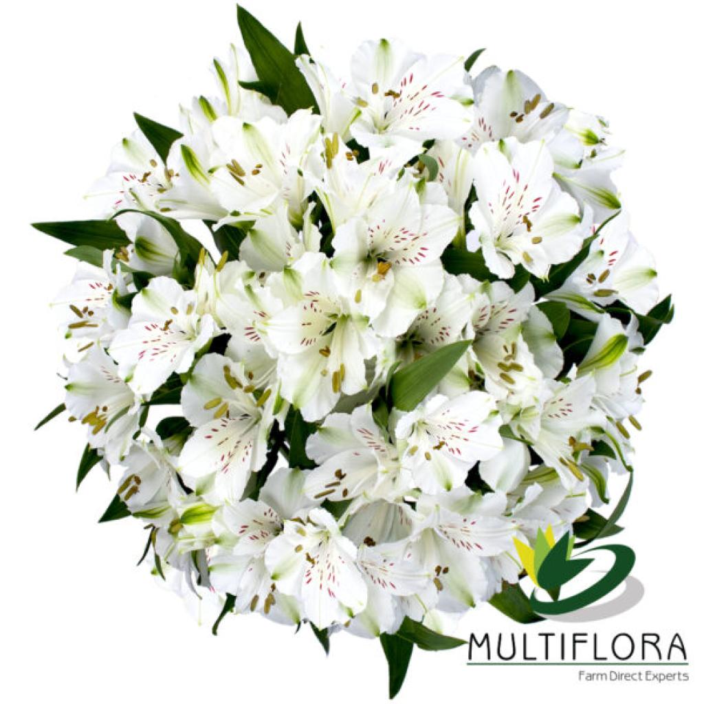 Alstroemeria Winterfell-image