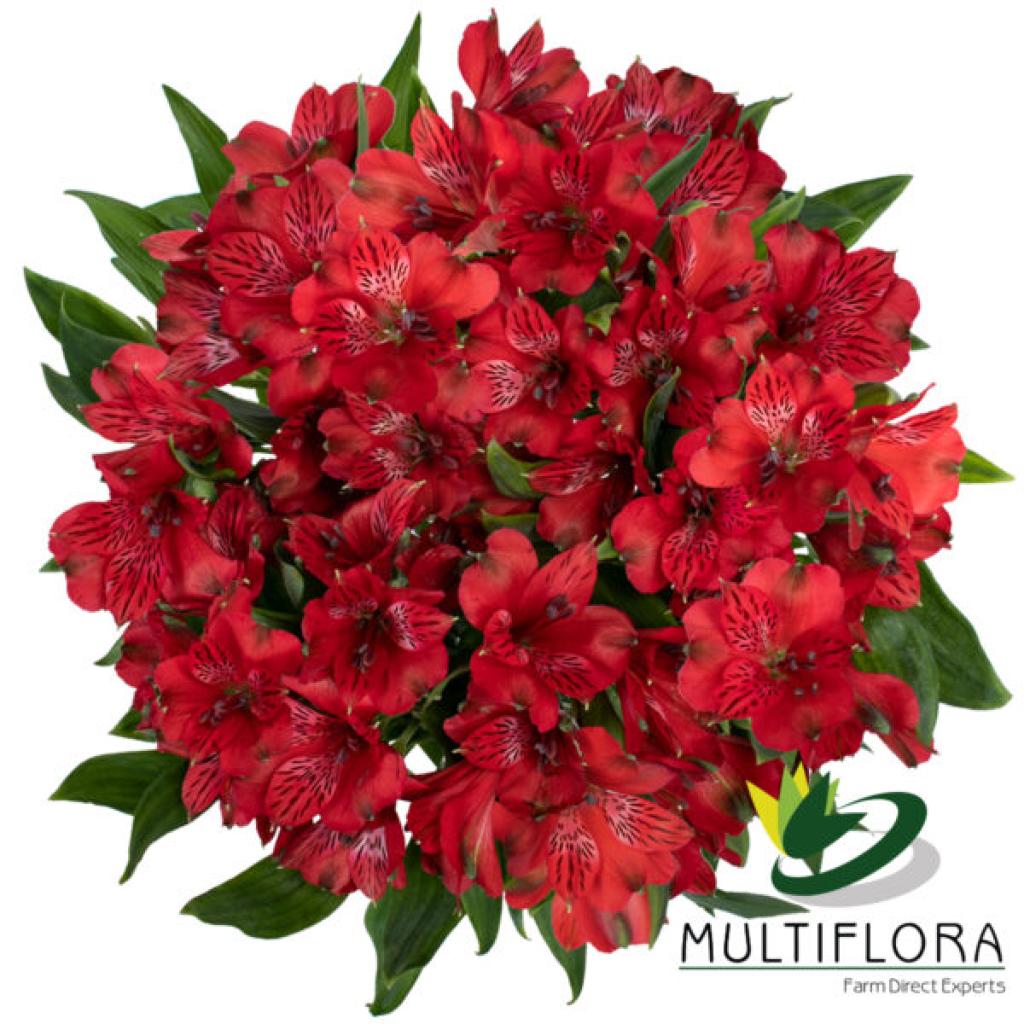 Alstroemeria Romance-image