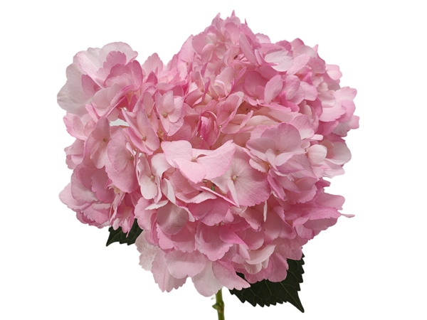 Hydrangea premium tinted verena pink-image