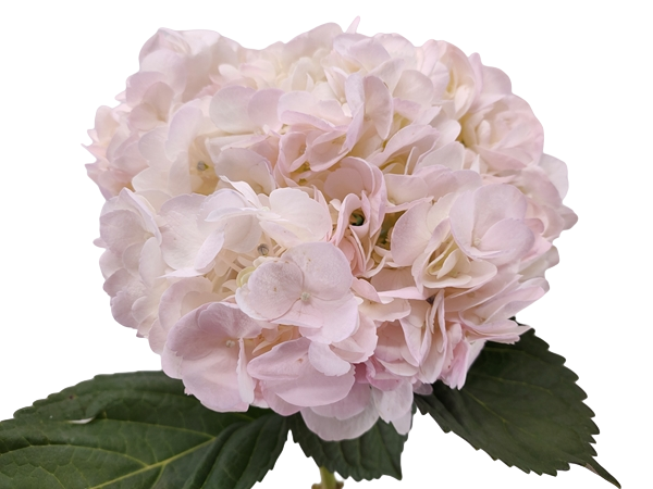 Hydrangea select bridal pink-image