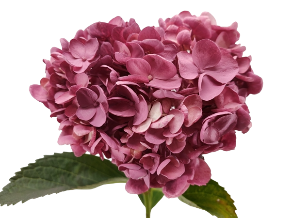 Hydrangea select dyed mauve -image