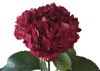 Hydrangea dyed burgundy extra-image