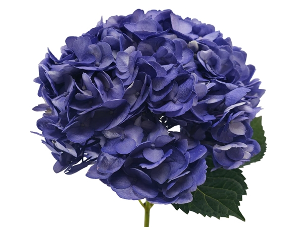 Hydrangea premium tinted uva -image