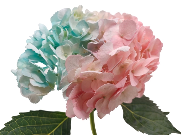 Hydrangea premium tinted bubbaloo-image