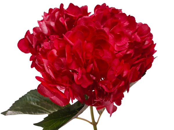 Hydrangea select tinted red malabec-image