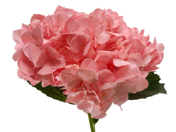 Hydrangea premium tinted salmon pink air -image