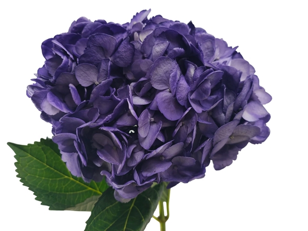 Hydrangea select tinted violeta intenso-image