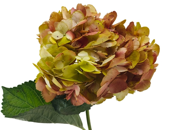 Hydrangea select tinted verde pistacho-burg-image