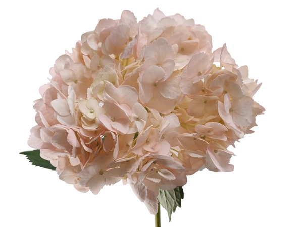 Hydrangea premium tinted salmon pink-image