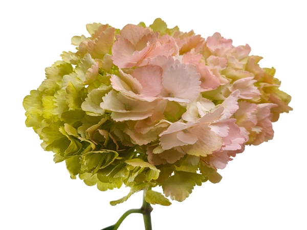 Hydrangea premium tinted frutetto-image