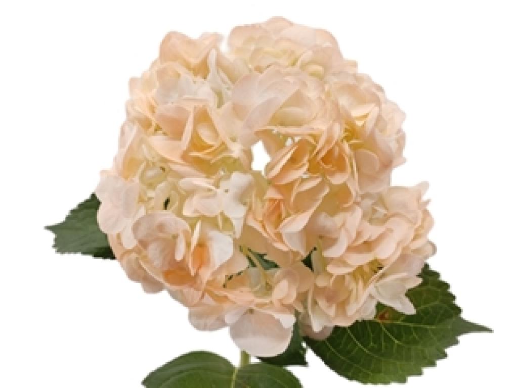 Hydrangea premium tinted champagne-image