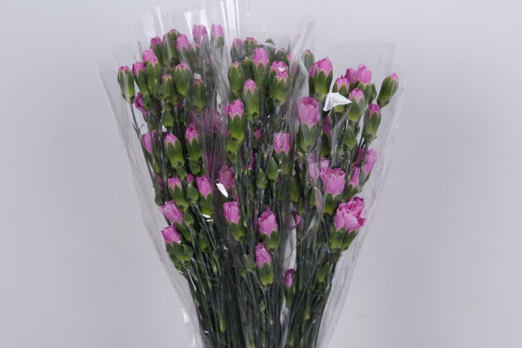 Dianthus Lilac Melissa-image