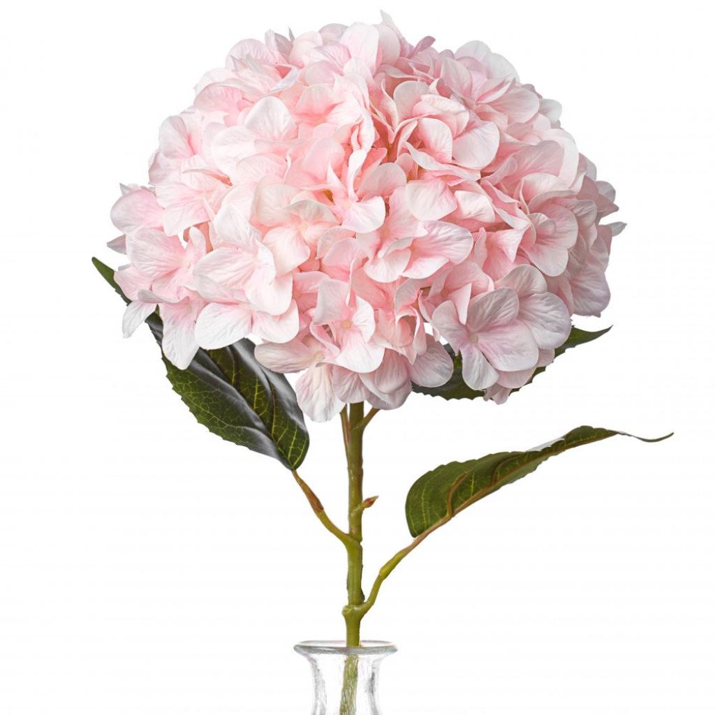 Hydrangea nat white dyed pink blush jumbo-image