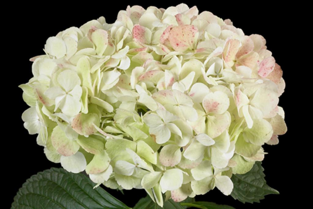 Hydrangea green antique jumbo-image