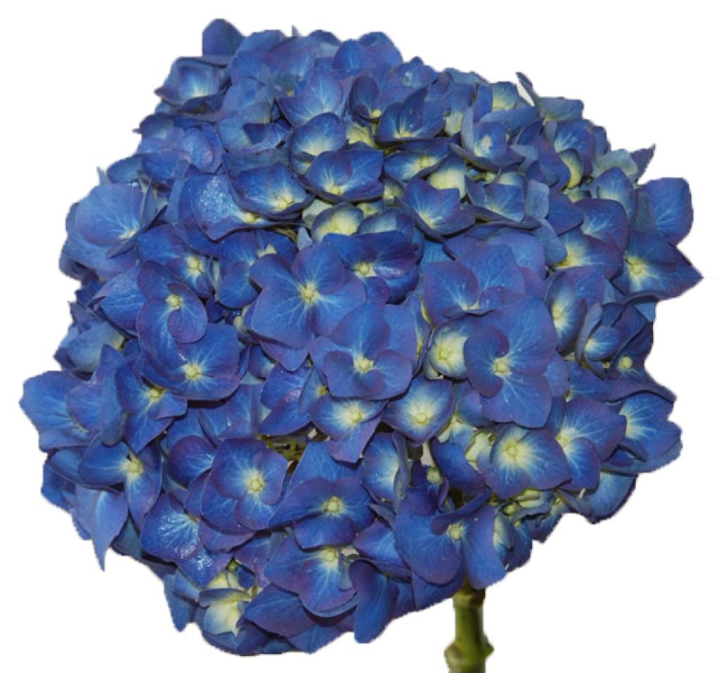 Hydrangea elite shocking blue-image