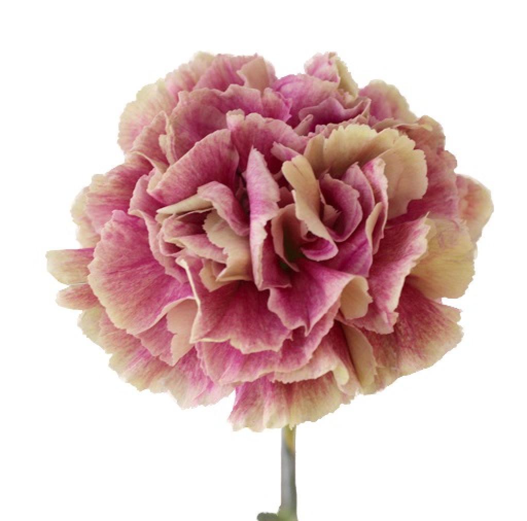 Dianthus Antique-image