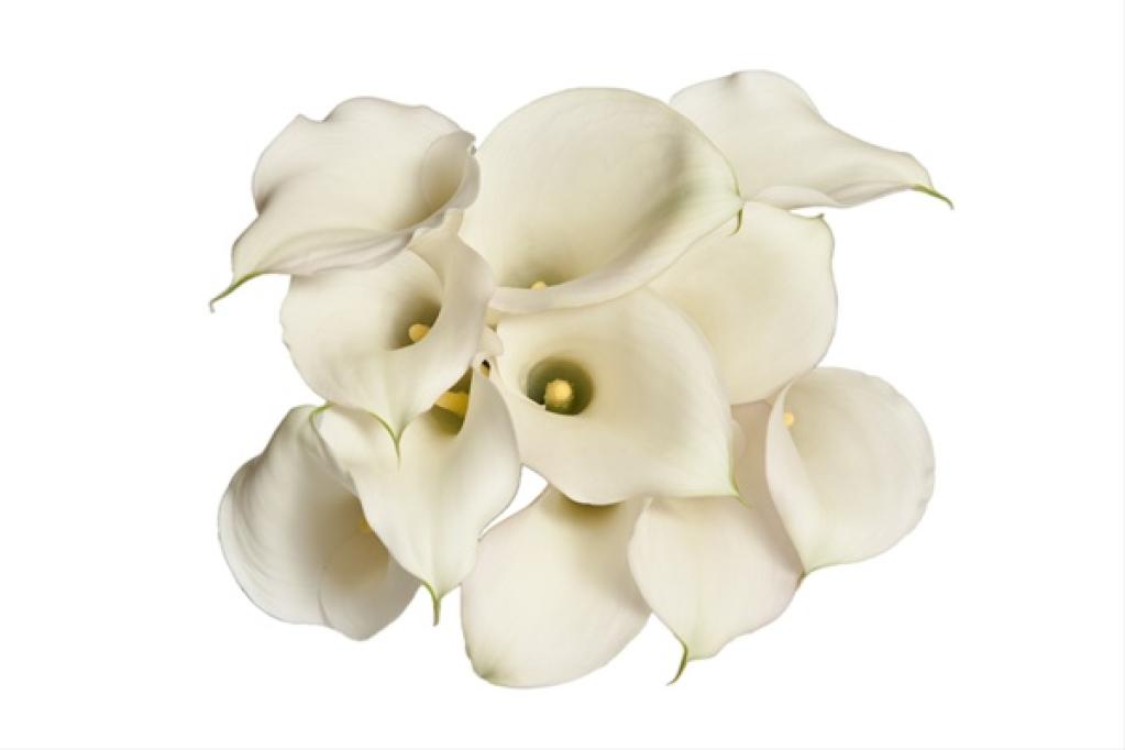 Calla Lily White-image