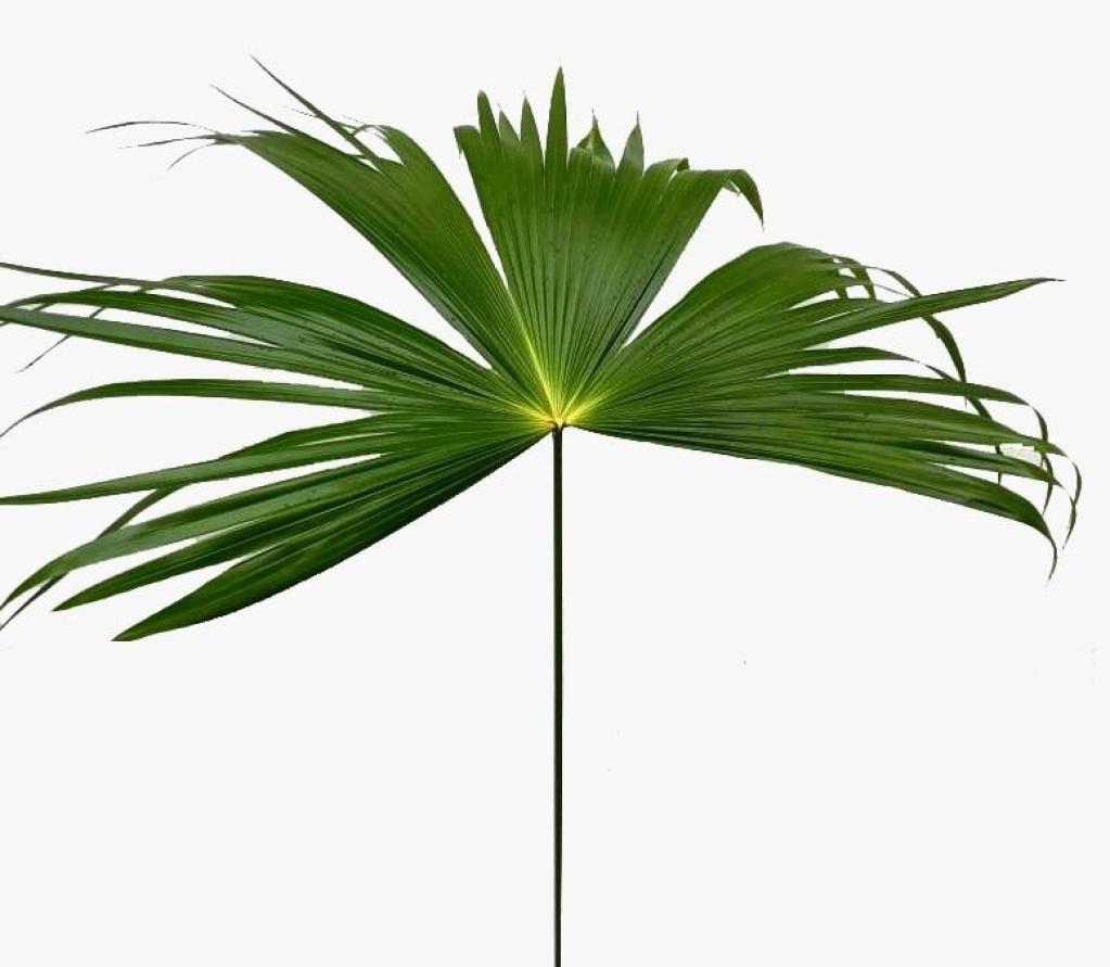 Palm umbrella-image