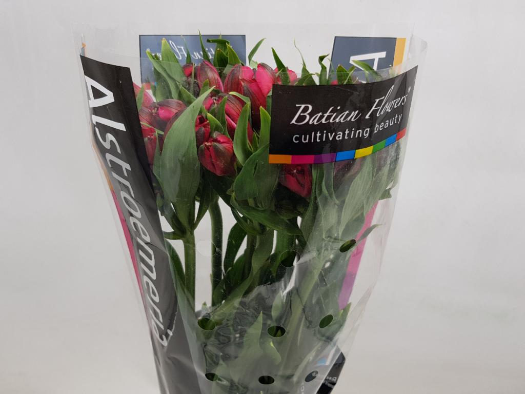 Alstroemeria Adele-image