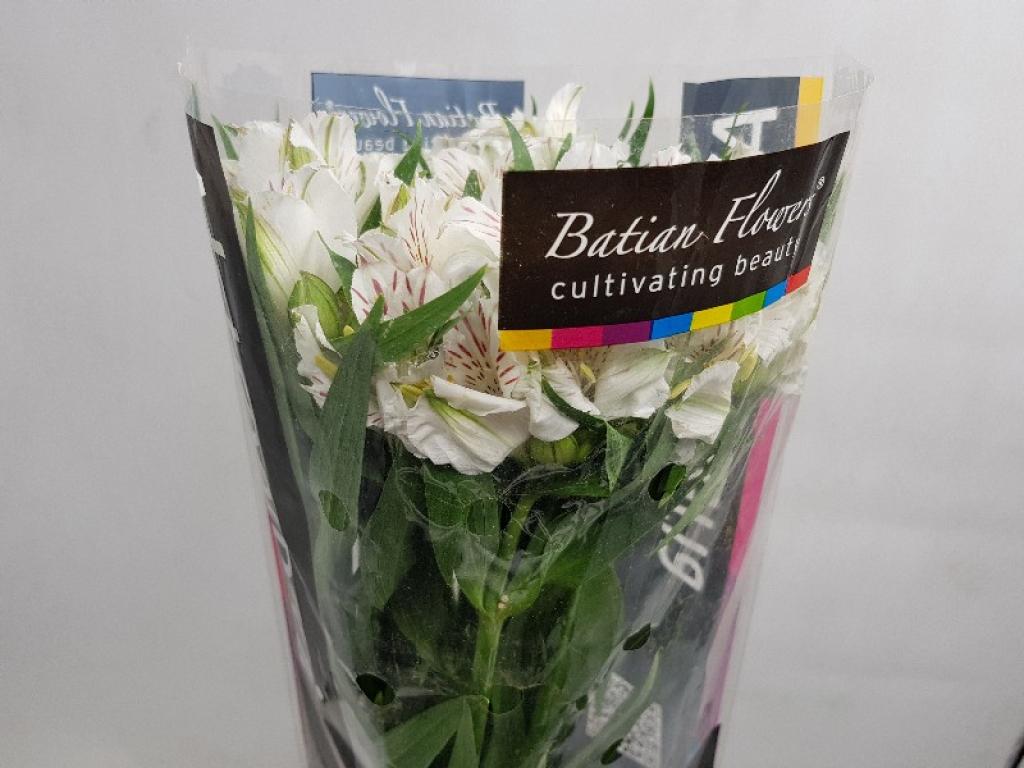 Alstroemeria Snow Time-image