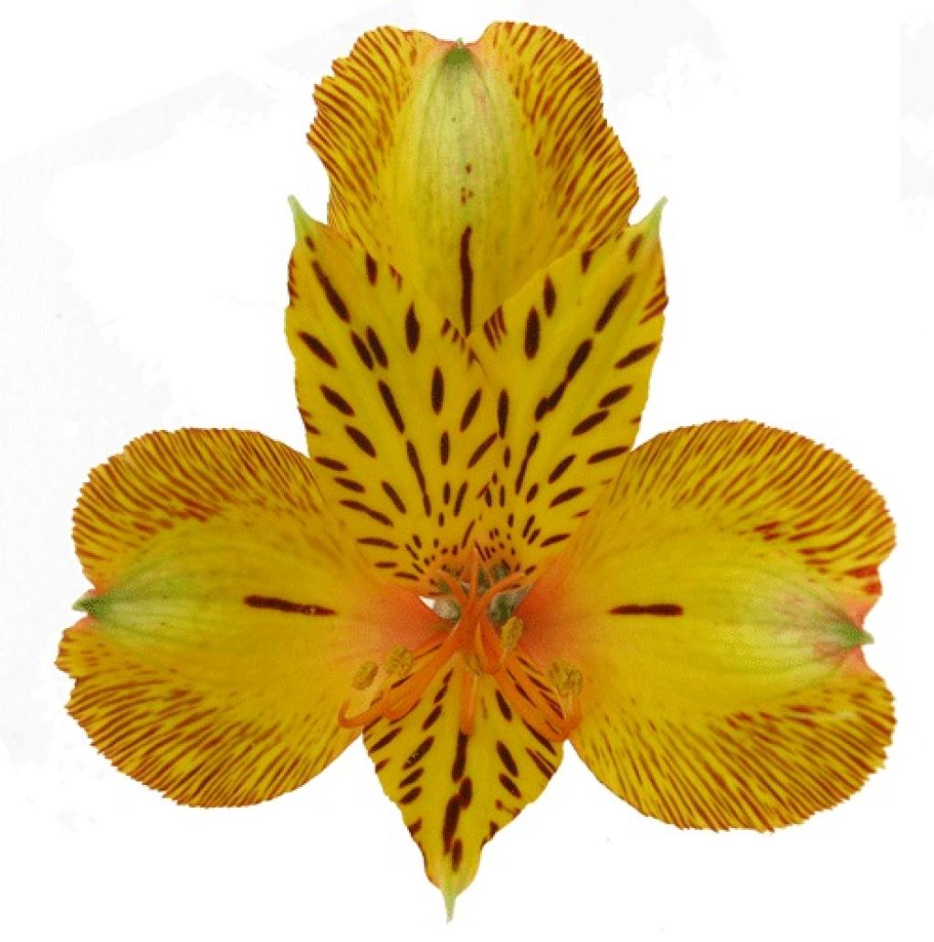 Alstroemeria Tiger-image