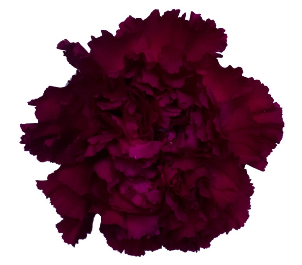 Dianthus Golem-image