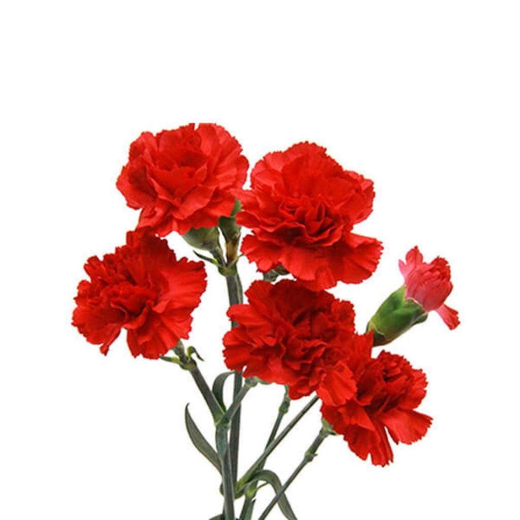 Dianthus Aragon-image