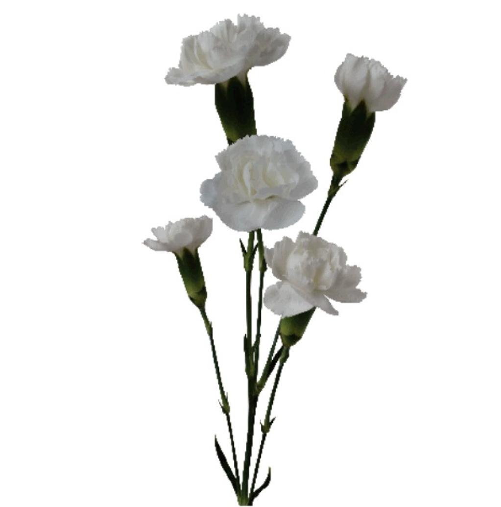 Dianthus Ibis-image