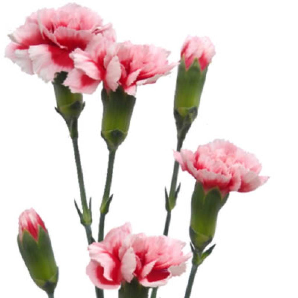 Dianthus Scarlette Plus-image