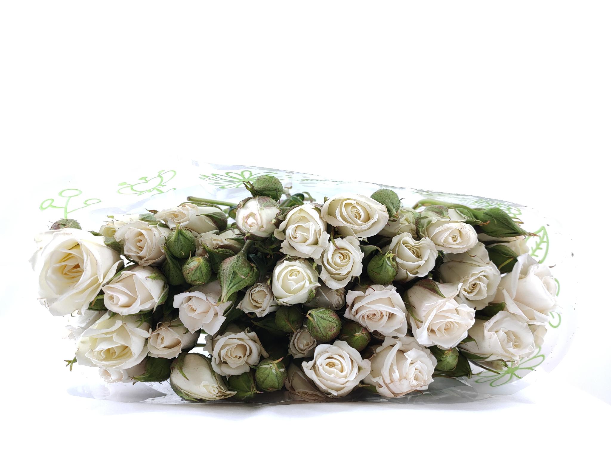 Rosa tr white majolica-image