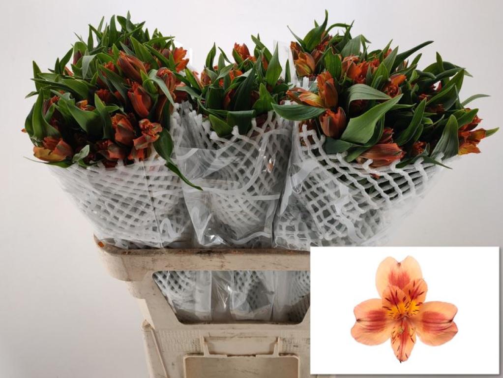 Alstroemeria Orange queen-image