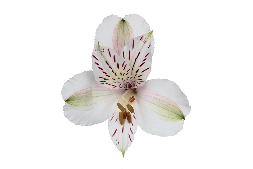 Alstroemeria White Diamond-image