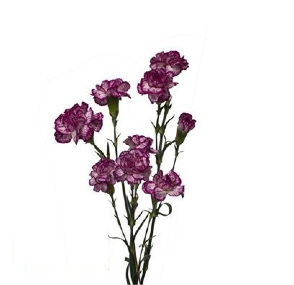 Dianthus Spectro-image