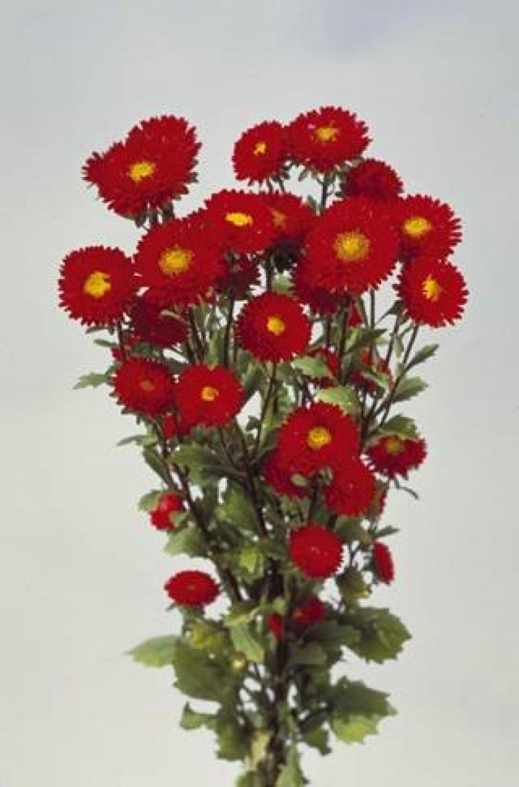 Flower Catalogue – Van VLIET Flower Group | Aster Matsumoto Red