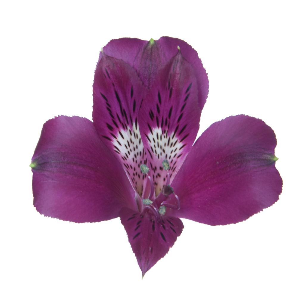 Alstroemeria Purple Olimpia-image