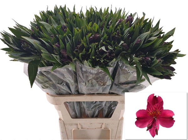 Alstroemeria Purple Napoli-image